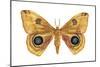 Io Moth (Automeris Io), Insects-Encyclopaedia Britannica-Mounted Art Print