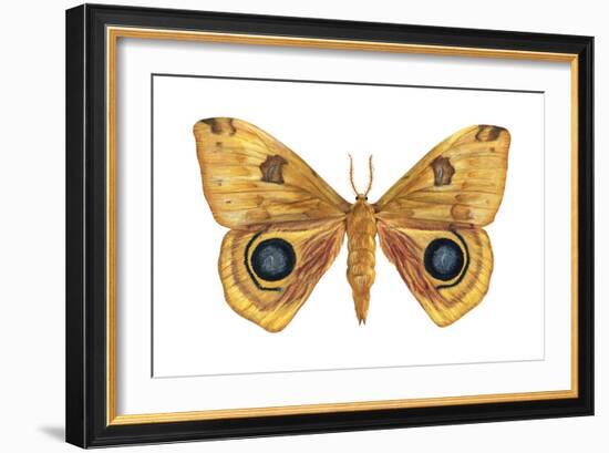 Io Moth (Automeris Io), Insects-Encyclopaedia Britannica-Framed Art Print