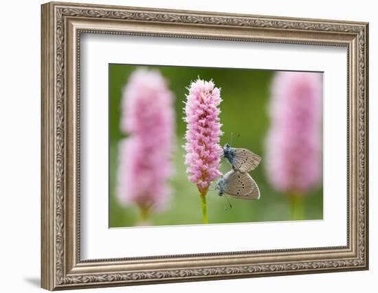 Iolas blue butterfly pair mating on flowers, Italy-Edwin Giesbers-Framed Photographic Print