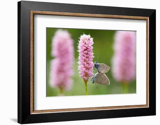 Iolas blue butterfly pair mating on flowers, Italy-Edwin Giesbers-Framed Photographic Print
