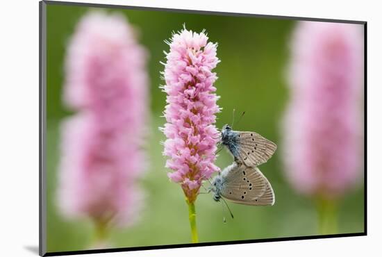 Iolas blue butterfly pair mating on flowers, Italy-Edwin Giesbers-Mounted Photographic Print