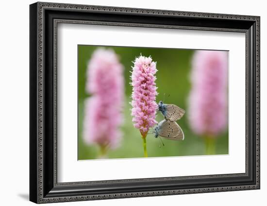 Iolas blue butterfly pair mating on flowers, Italy-Edwin Giesbers-Framed Photographic Print