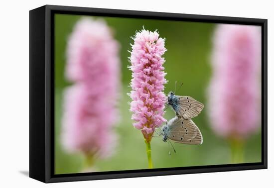 Iolas blue butterfly pair mating on flowers, Italy-Edwin Giesbers-Framed Premier Image Canvas