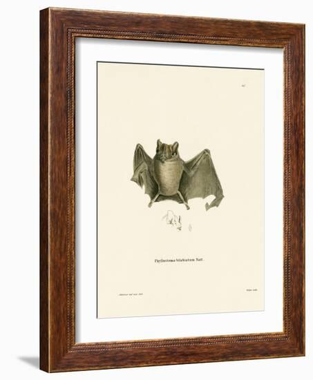 Ipanema Bat-null-Framed Giclee Print