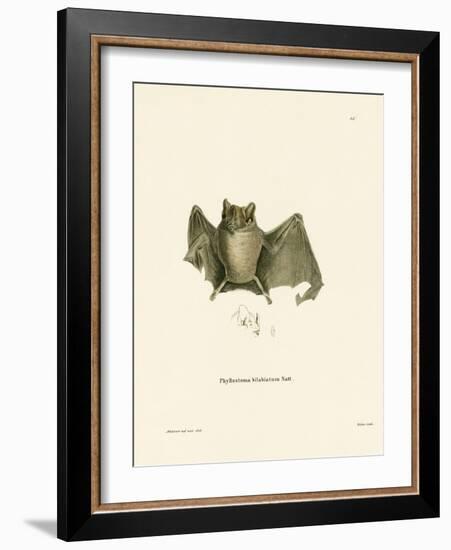 Ipanema Bat-null-Framed Giclee Print