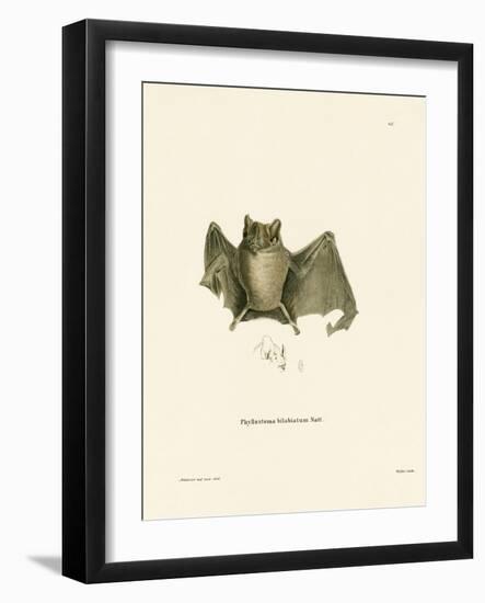 Ipanema Bat-null-Framed Giclee Print