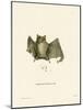 Ipanema Bat-null-Mounted Giclee Print