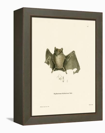 Ipanema Bat-null-Framed Premier Image Canvas