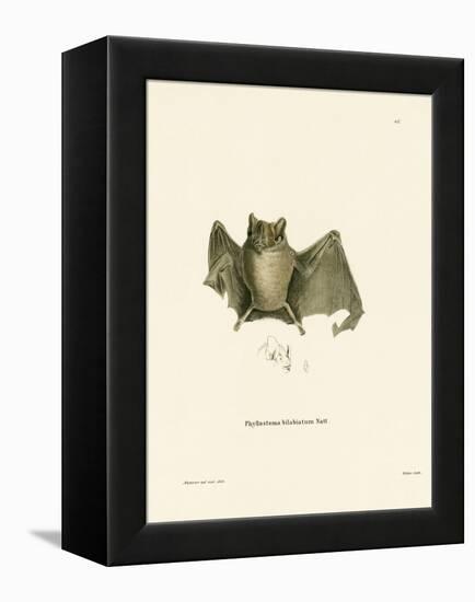 Ipanema Bat-null-Framed Premier Image Canvas