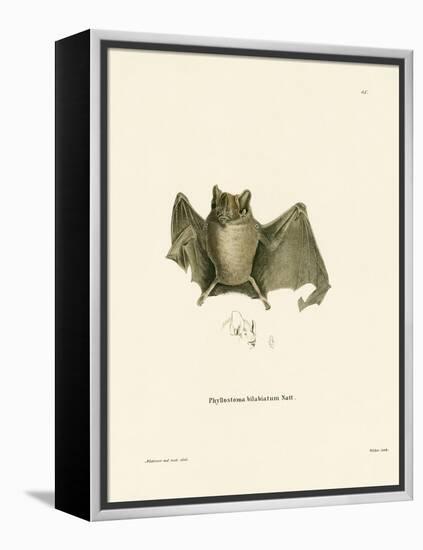 Ipanema Bat-null-Framed Premier Image Canvas