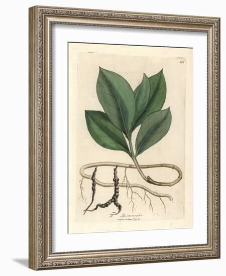 Ipecacuan, Ipecacuanha-James Sowerby-Framed Giclee Print