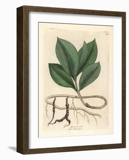 Ipecacuan, Ipecacuanha-James Sowerby-Framed Giclee Print