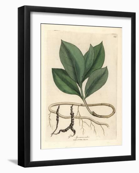 Ipecacuan, Ipecacuanha-James Sowerby-Framed Giclee Print