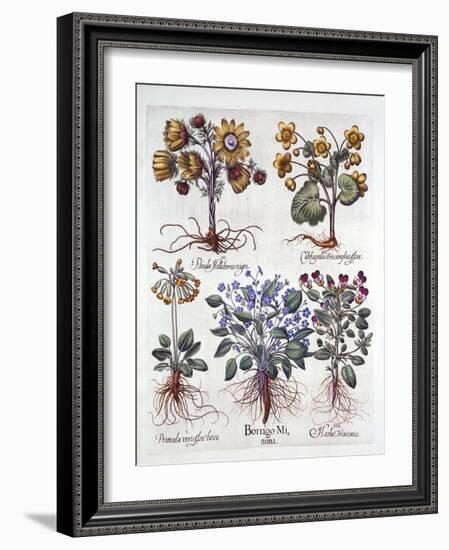 Ipheion 'Rolf Fiedler' Spring Starflower, Marsh Marigold, Pseudo Helleborus, Viola Tricolor and Cow-German School-Framed Giclee Print