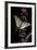 Iphiclides Podalirius (Scarce Swallowtail, Pear-Tree Swallowtail)-Paul Starosta-Framed Photographic Print