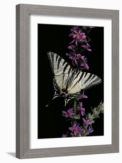 Iphiclides Podalirius (Scarce Swallowtail, Pear-Tree Swallowtail)-Paul Starosta-Framed Photographic Print