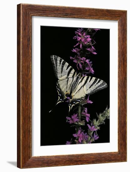 Iphiclides Podalirius (Scarce Swallowtail, Pear-Tree Swallowtail)-Paul Starosta-Framed Photographic Print