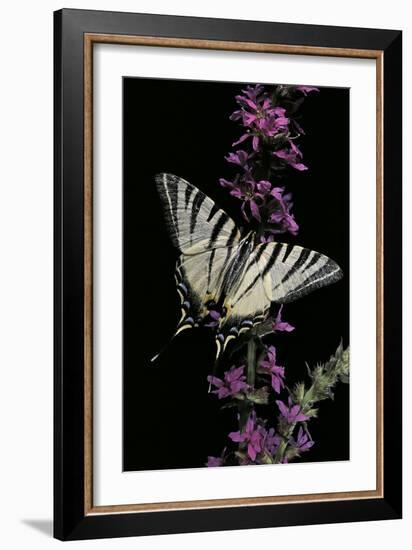 Iphiclides Podalirius (Scarce Swallowtail, Pear-Tree Swallowtail)-Paul Starosta-Framed Photographic Print