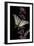 Iphiclides Podalirius (Scarce Swallowtail, Pear-Tree Swallowtail)-Paul Starosta-Framed Photographic Print