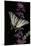Iphiclides Podalirius (Scarce Swallowtail, Pear-Tree Swallowtail)-Paul Starosta-Mounted Photographic Print