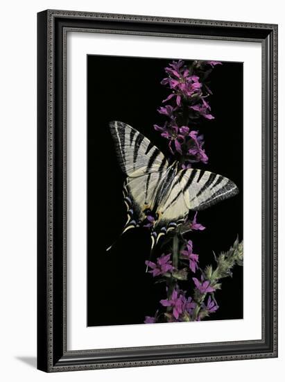 Iphiclides Podalirius (Scarce Swallowtail, Pear-Tree Swallowtail)-Paul Starosta-Framed Photographic Print