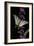 Iphiclides Podalirius (Scarce Swallowtail, Pear-Tree Swallowtail)-Paul Starosta-Framed Photographic Print