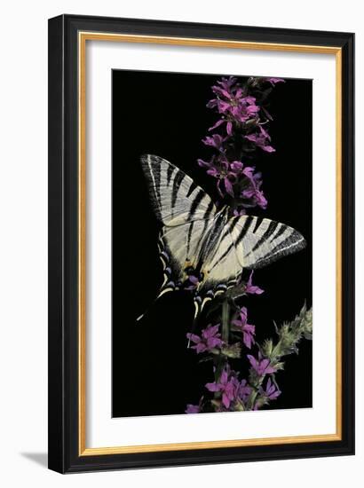 Iphiclides Podalirius (Scarce Swallowtail, Pear-Tree Swallowtail)-Paul Starosta-Framed Photographic Print