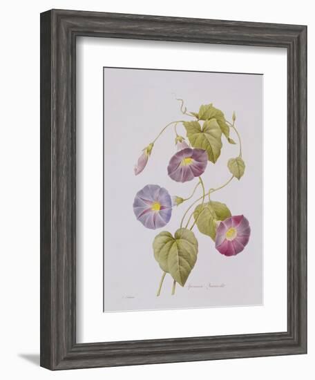 Ipomoea Violacea (Morning Glory)-Pierre-Joseph Redouté-Framed Giclee Print