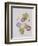 Ipomoea Violacea (Morning Glory)-Pierre-Joseph Redouté-Framed Giclee Print