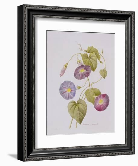 Ipomoea Violacea (Morning Glory)-Pierre-Joseph Redouté-Framed Giclee Print