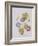 Ipomoea Violacea (Morning Glory)-Pierre-Joseph Redouté-Framed Giclee Print