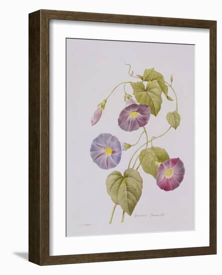 Ipomoea Violacea (Morning Glory)-Pierre-Joseph Redouté-Framed Giclee Print