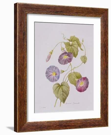 Ipomoea Violacea (Morning Glory)-Pierre-Joseph Redouté-Framed Giclee Print