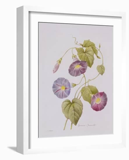 Ipomoea Violacea (Morning Glory)-Pierre-Joseph Redouté-Framed Giclee Print