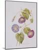 Ipomoea Violacea (Morning Glory)-Pierre-Joseph Redouté-Mounted Giclee Print