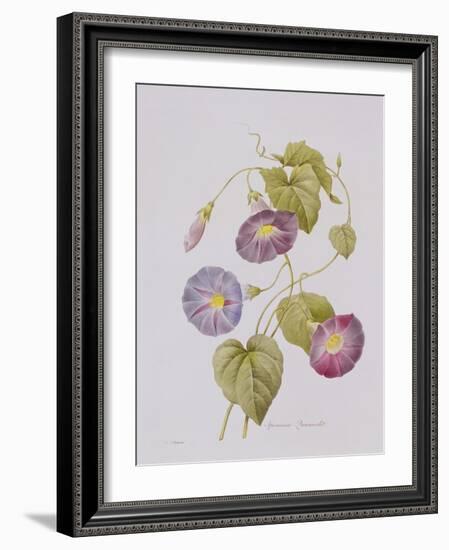 Ipomoea Violacea (Morning Glory)-Pierre-Joseph Redouté-Framed Giclee Print