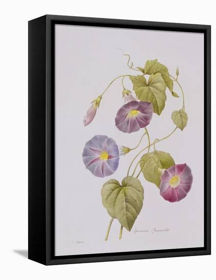 Ipomoea Violacea (Morning Glory)-Pierre-Joseph Redouté-Framed Premier Image Canvas