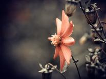 Fall Season Red Flower Closeup-iraua-Framed Photographic Print