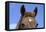 Ireland. Close-Up of Horse Face-Kymri Wilt-Framed Premier Image Canvas