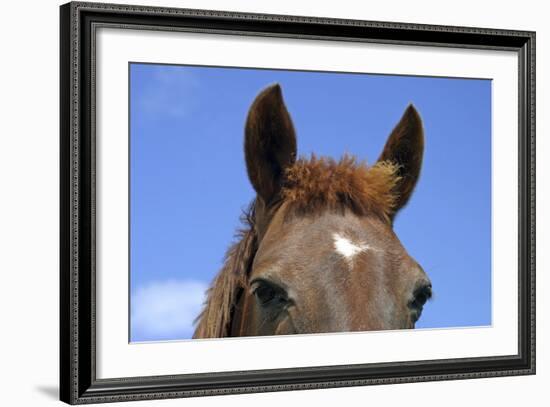 Ireland. Close-Up of Horse Face-Kymri Wilt-Framed Photographic Print