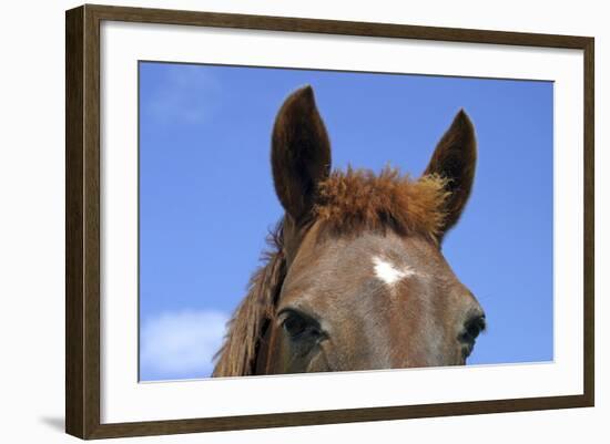 Ireland. Close-Up of Horse Face-Kymri Wilt-Framed Photographic Print