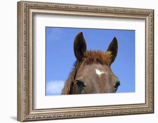 Ireland. Close-Up of Horse Face-Kymri Wilt-Framed Photographic Print