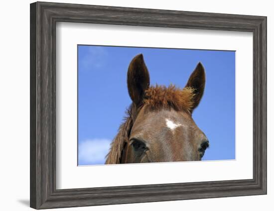 Ireland. Close-Up of Horse Face-Kymri Wilt-Framed Photographic Print