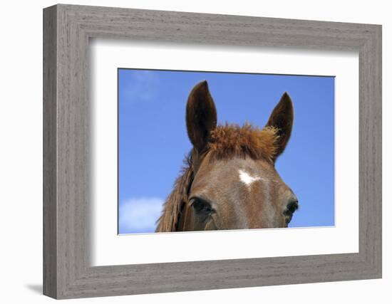 Ireland. Close-Up of Horse Face-Kymri Wilt-Framed Photographic Print