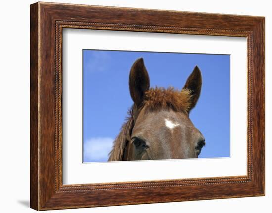 Ireland. Close-Up of Horse Face-Kymri Wilt-Framed Photographic Print