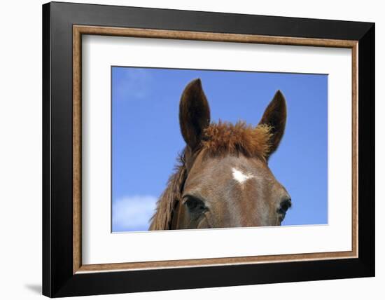 Ireland. Close-Up of Horse Face-Kymri Wilt-Framed Photographic Print