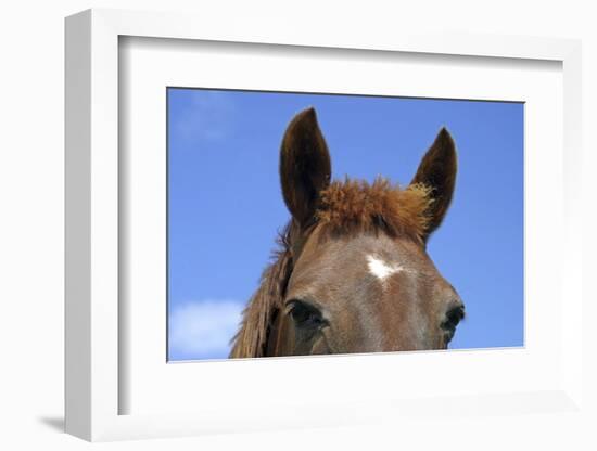 Ireland. Close-Up of Horse Face-Kymri Wilt-Framed Photographic Print