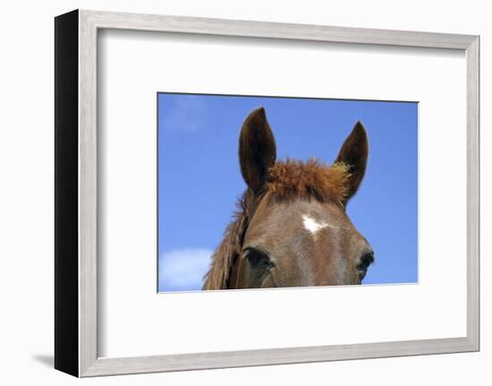 Ireland. Close-Up of Horse Face-Kymri Wilt-Framed Photographic Print