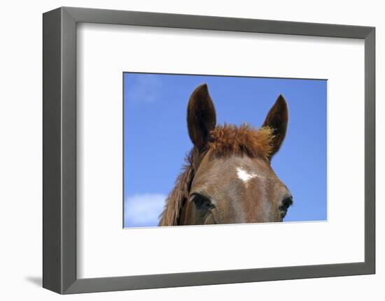 Ireland. Close-Up of Horse Face-Kymri Wilt-Framed Photographic Print