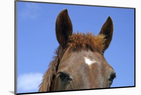 Ireland. Close-Up of Horse Face-Kymri Wilt-Mounted Photographic Print